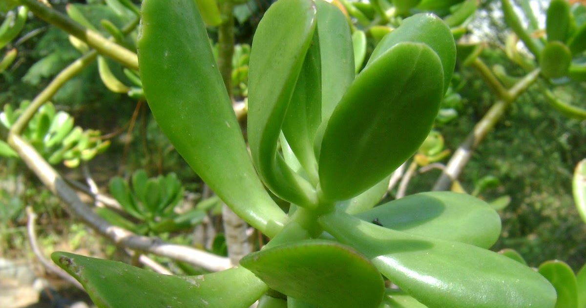 JARDIN DE LA SALUD PLANTAS MEDICINALES SIEMPREVIVA. Sedum