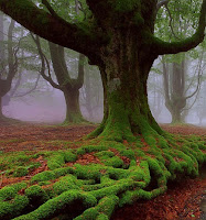  Fagus sylvatica