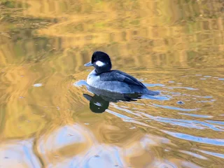 Bufflehead duck on the SF Bay