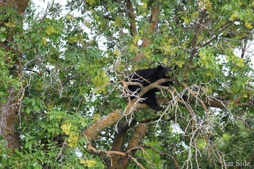 The bear