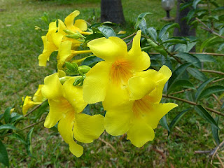 Allamanda jaune - Orélie de Guyane - Trompette d'or - Allamanda cathartica