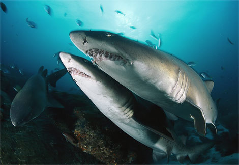 sand tiger shark