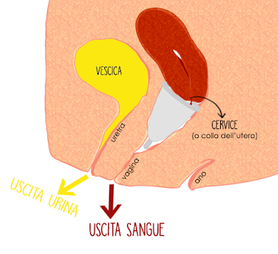 L'urina ed il sangue mestruale passano per due uscite diverse