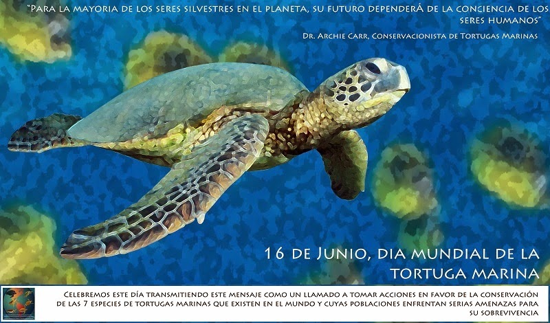 Blog Animal De Claromeco 16 De Junio Dia Mundial De Las Tortugas Marinas