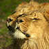 Two Lion HD Wallapper