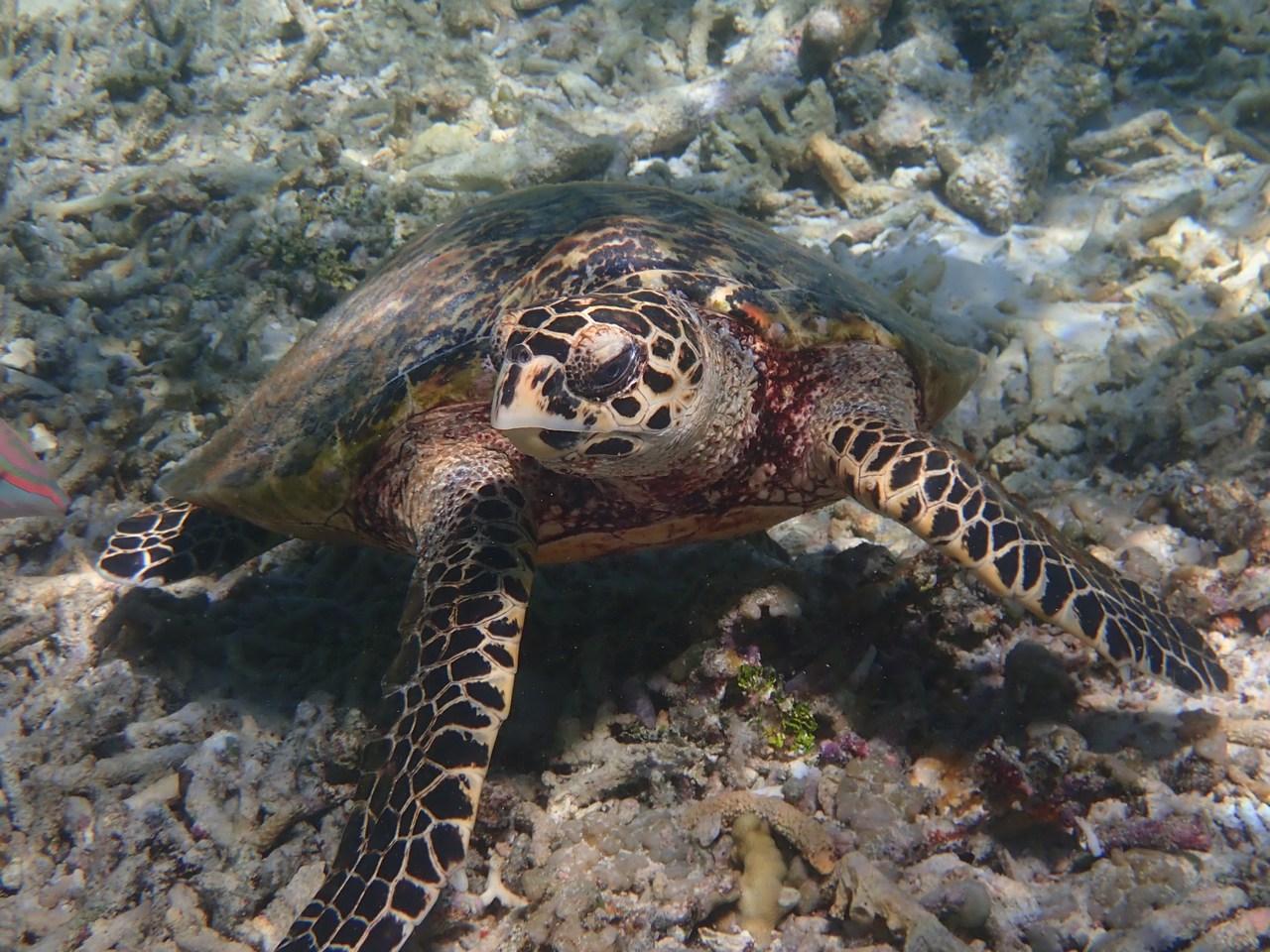 Eretmochelys imbricata