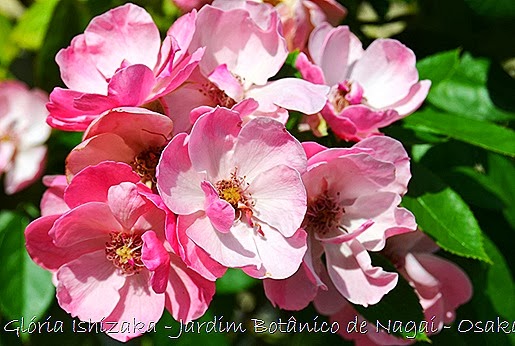 24  - Glória Ishizaka - Rosas do Jardim Botânico Nagai - Osaka