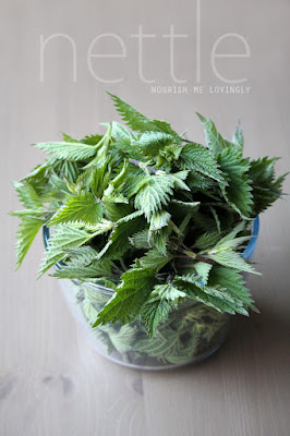 fresh_nettle_herb