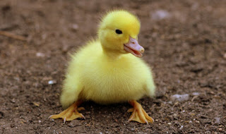Duck eggs vs chicken eggs