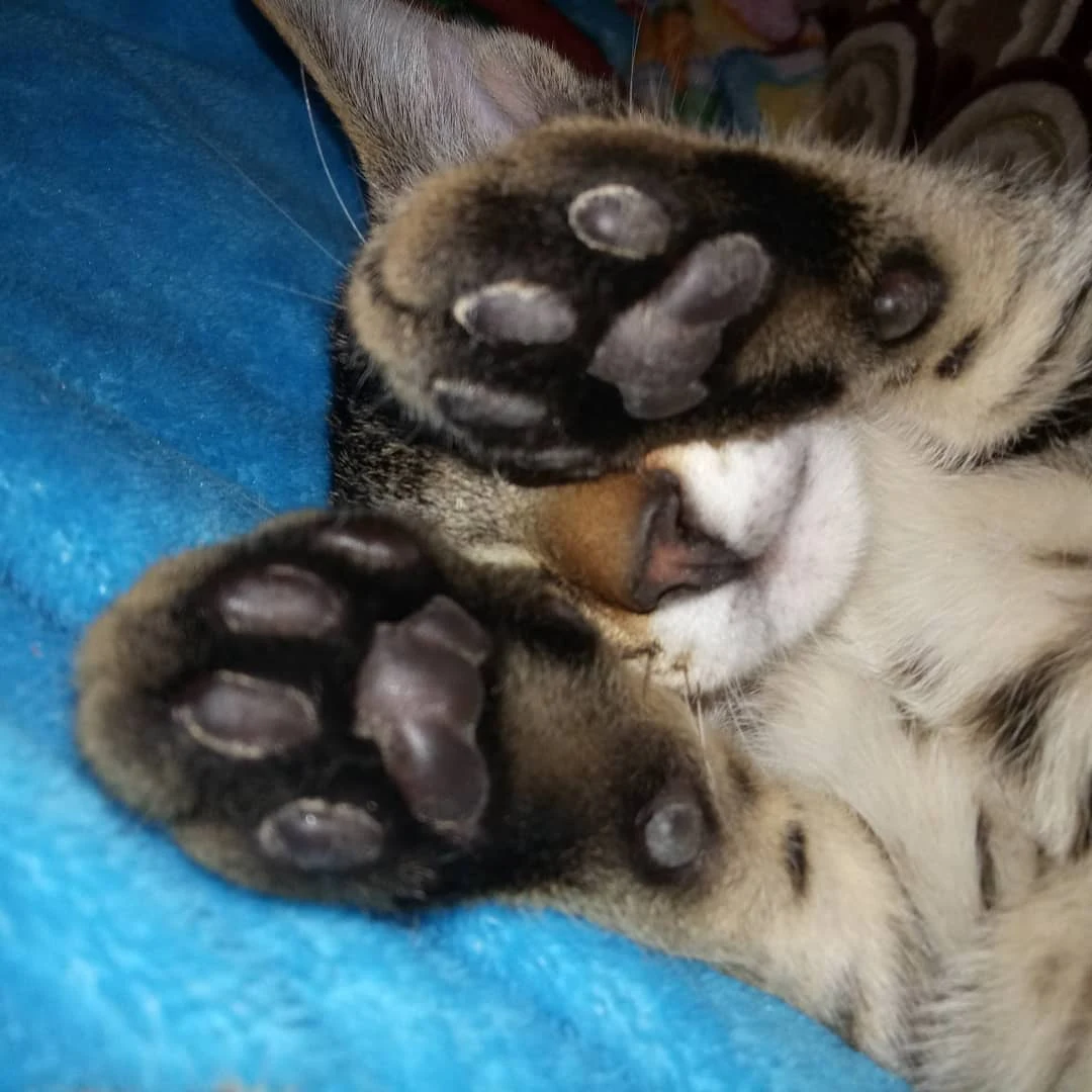 cute cat paws