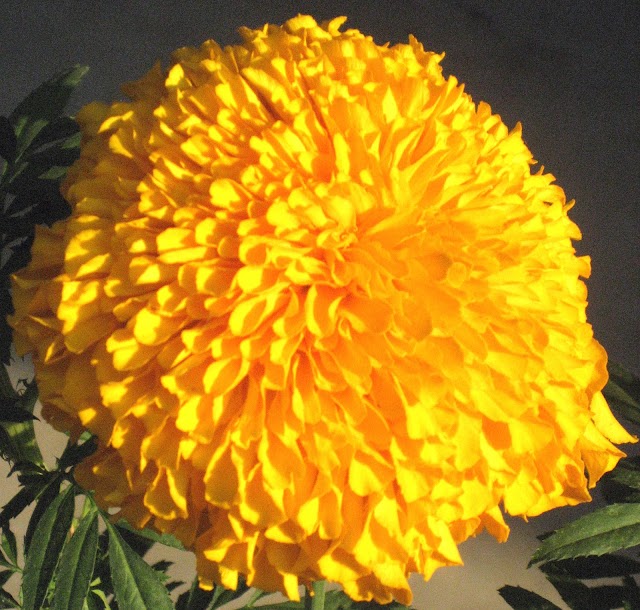 Marigold Flowers in Autumn