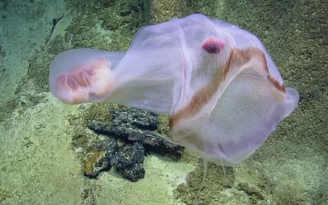 12 Most Beautiful Sea Creatures in the World