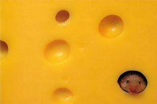 funny mouse photo head poking out from swiss cheese hole