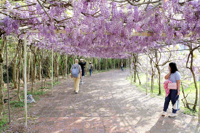 淡水紫藤咖啡園 紫藤花