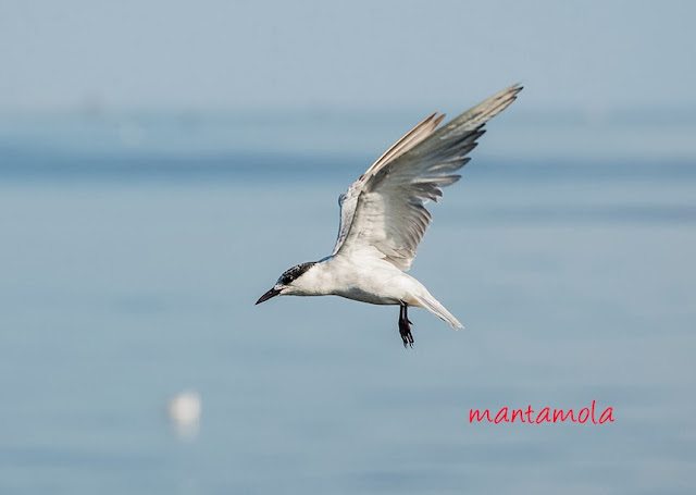 Little Tern (Sterna albifrons)