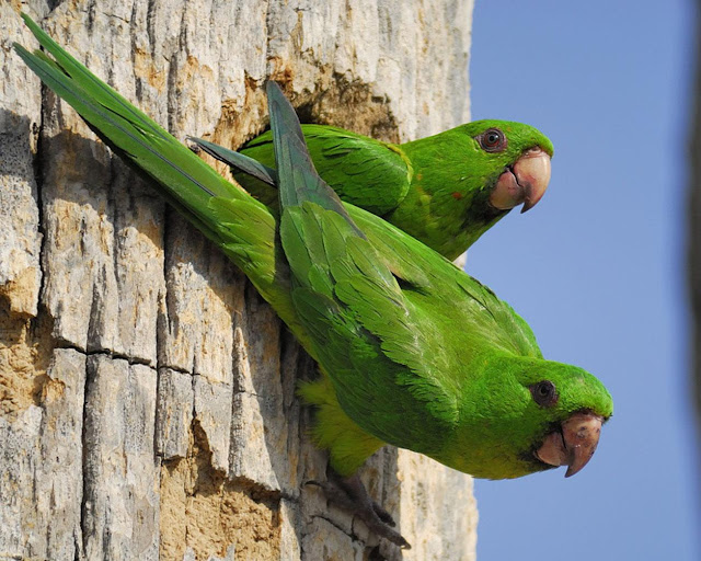 Pet Birds Parakeets