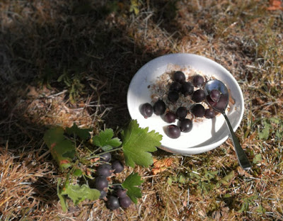 Joghurt mit Jostabeeren und Müsli