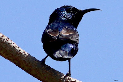 "Purple Sunbird - Cinnyris asiaticus,The breeding male is a metallic blue and purple overall with maroon feathers on the breast. Perched on a tree trunk displaying its plumage."