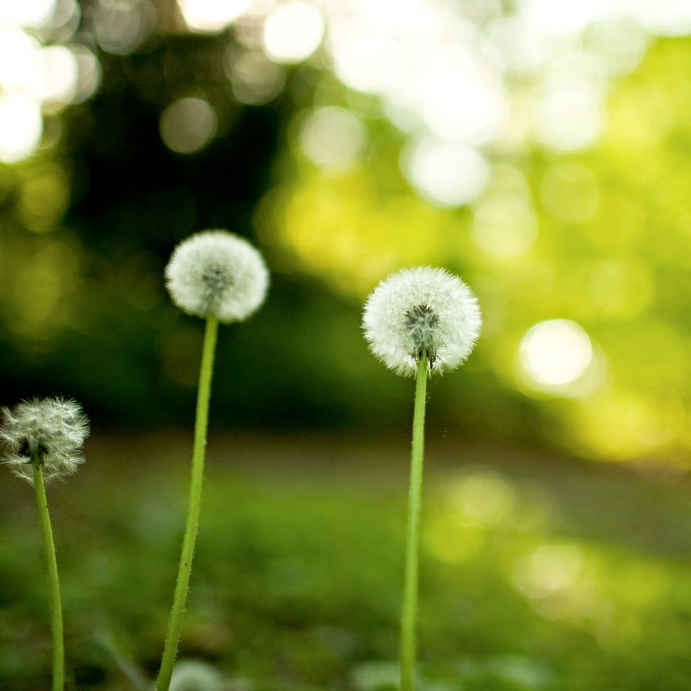 flowers bokeh 3