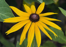 Good Morning with Yellow Flowers