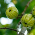 Using Garcinia Cambogia to Assist You in Your Weight-Loss Goals