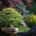 Facts about Japanese Art Bonsai Tree