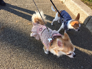 海岸通りの公園で散歩するチワワ達です。