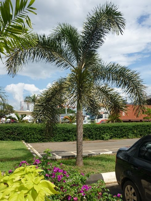 PALMS AND CYCADS POKOK PALMA DAN CYCADS Agrobio 