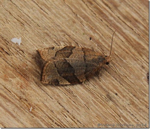 barred-fruit-tree-tortrix