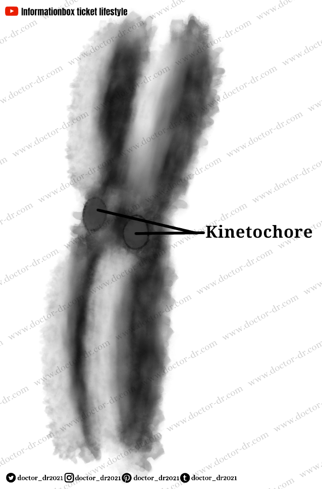 Molecular Biology - Chromosome by Doctor-dr