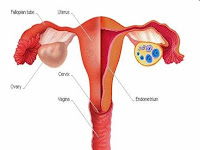 organ-intim