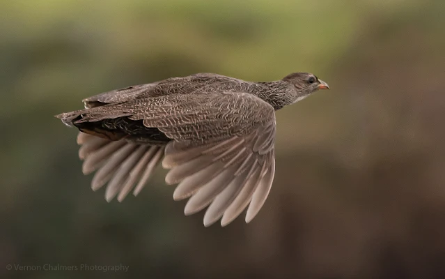 Cape Spurfowl in flight Table Bay Nature Reserve Woodbridge Island, Milnerton