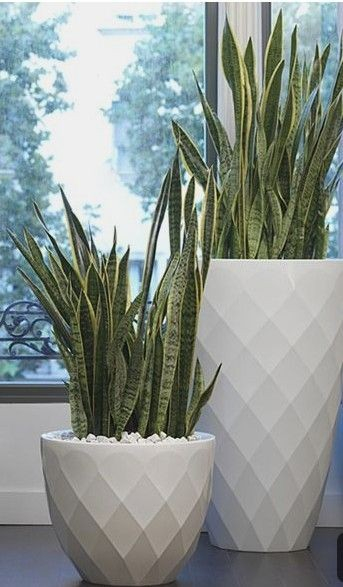 Sansevieria  trifasciata en macetas ornamntales de inteeiir