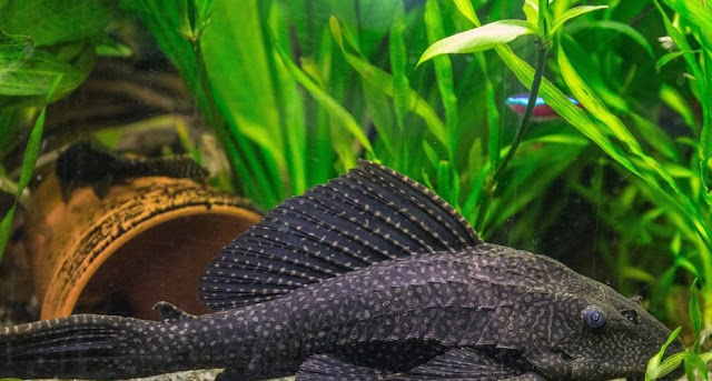 Penyebab Kenapa Ikan Sapu-Sapu Cepat Mati di Aquarium