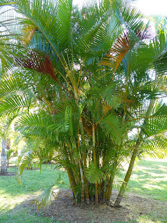 Dypsis lutescens - Chrysalidocarpus lutescens - Palmier d'arec - Palmier multipliant 