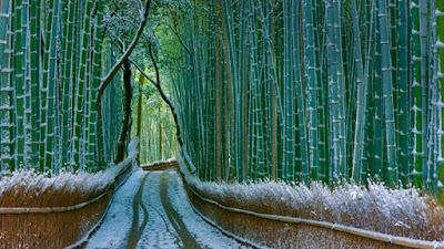 Arashiyama bamboo groves - Kyoto, Japan
