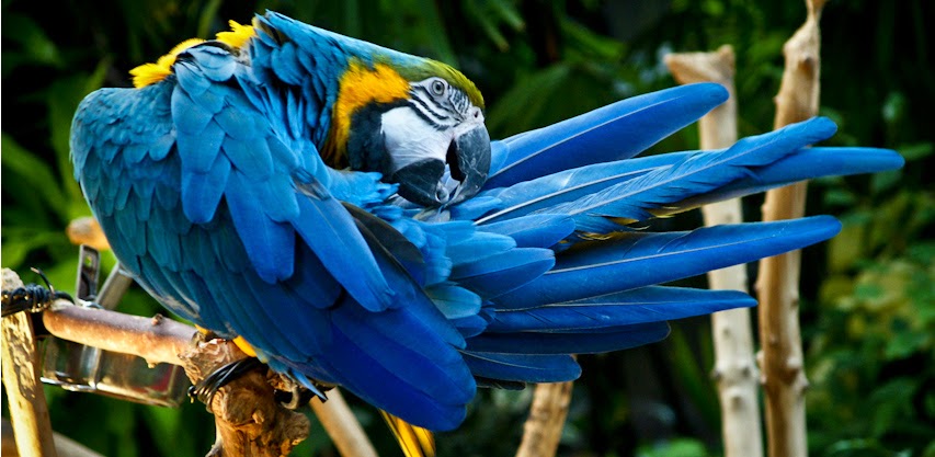 Burung Macau Biru Blue Macau Burung kicau