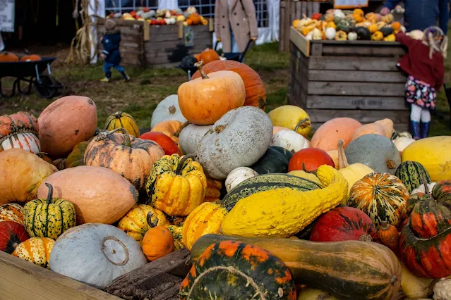 A large selection of squash
