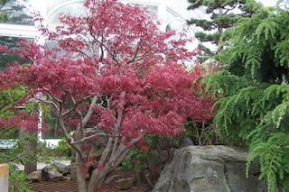 Japanese Trees