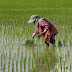 🇮🇳 India Set to Break Records in Wheat and Rice Production by June 2025