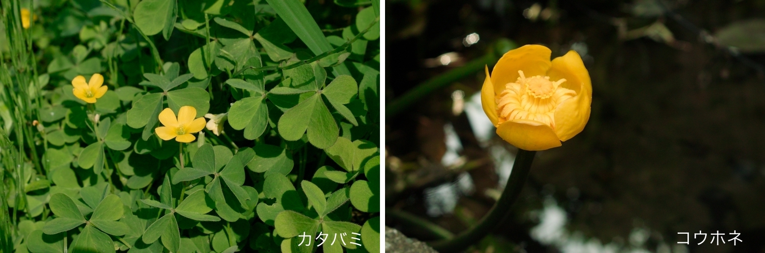 放課後の夕焼け ご近所図鑑 初夏の草花 放課後の夕焼け ご近所図鑑 初夏の草花