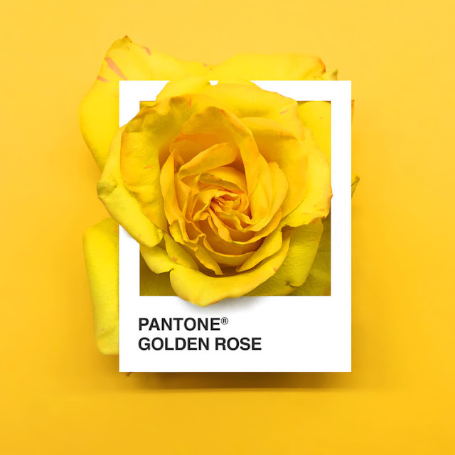 Pantone Flowers, un colorido proyecto realizado con hermosas flores