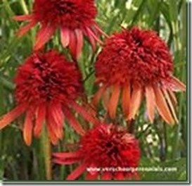 Echinacea Sultry Summer_thumb[4]