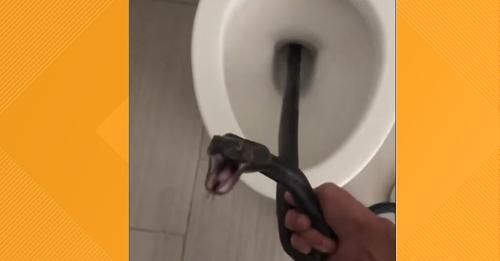 Cobra é encontrada enrolada no vaso sanitário de uma mulher - VÍDEO