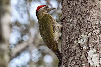 Pito de garganta rayada Picus xanthopygaeus