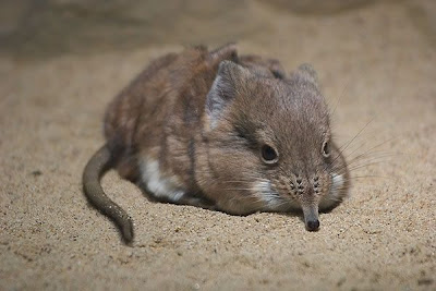 Amazing Mutant Animal Seen On www.coolpicturegallery.us