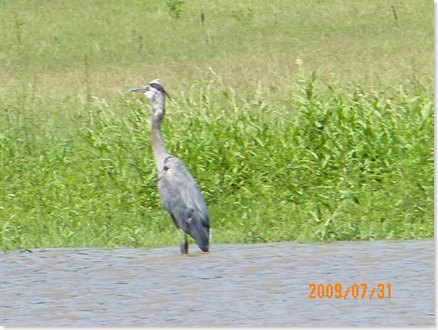 beautiful blue crane