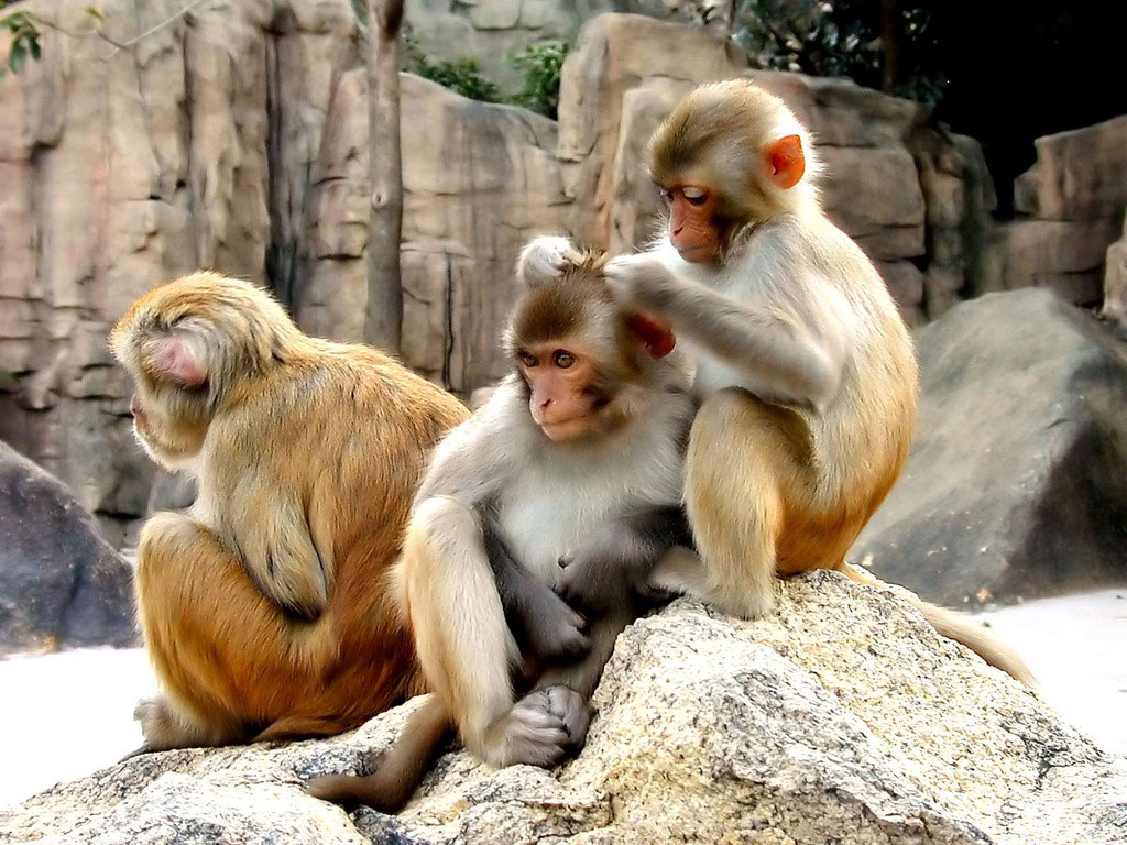 Funny Monkey Family