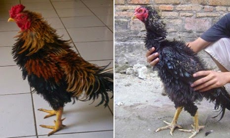 KARAKTERISTIK AYAM  WALIK Ilmu Ternak