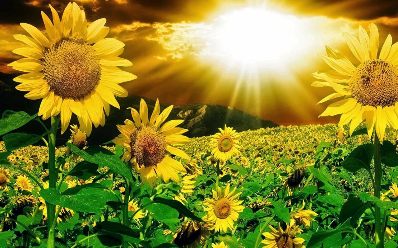 Gambar Bunga Matahari Animasi 3D : Kumpulan Gambar 
